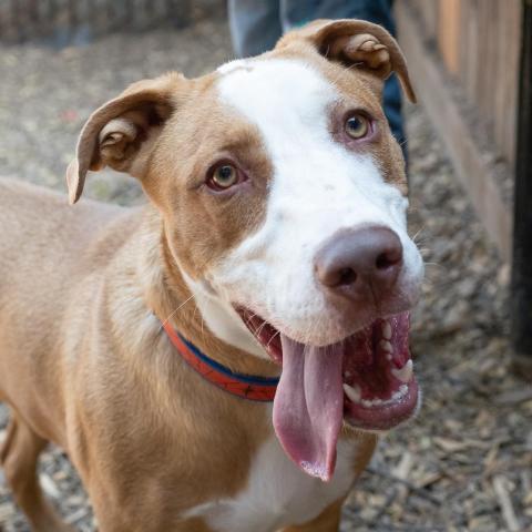 SANDWICH, an adoptable Labrador Retriever in Point Richmond, CA, 94801 | Photo Image 3