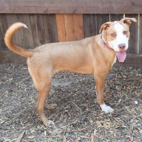 SANDWICH, an adoptable Labrador Retriever in Point Richmond, CA, 94801 | Photo Image 4