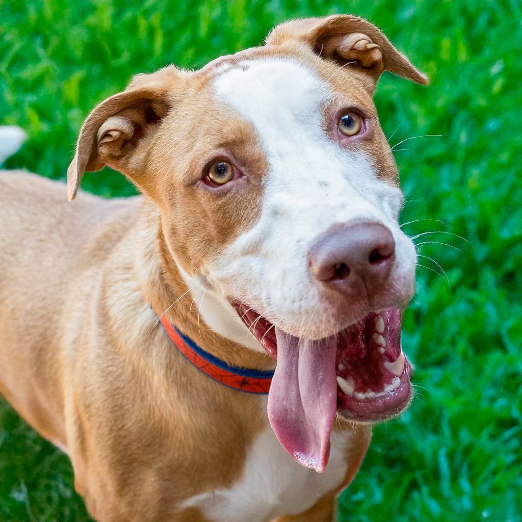 SANDWICH, an adoptable Labrador Retriever in Point Richmond, CA, 94801 | Photo Image 4