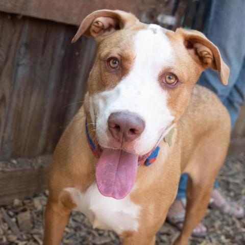 SANDWICH, an adoptable Labrador Retriever in Point Richmond, CA, 94801 | Photo Image 5