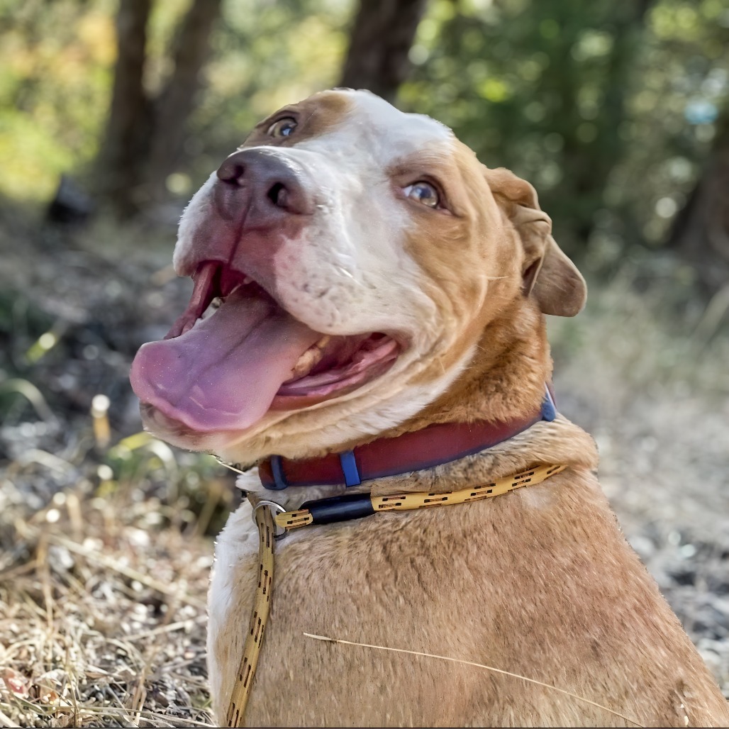 SANDWICH, an adoptable Labrador Retriever in Point Richmond, CA, 94801 | Photo Image 5