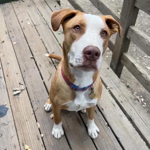 SANDWICH, an adoptable Labrador Retriever in Point Richmond, CA, 94801 | Photo Image 6