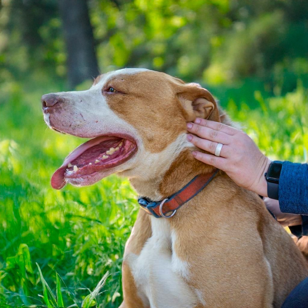 SANDWICH, an adoptable Labrador Retriever in Point Richmond, CA, 94801 | Photo Image 6