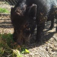 HIERONYMUS, Senior Male unknown