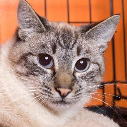 BARNEY now MAXWELL, an adoptable Domestic Short Hair, Siamese in Point Richmond, CA, 94801 | Photo Image 1