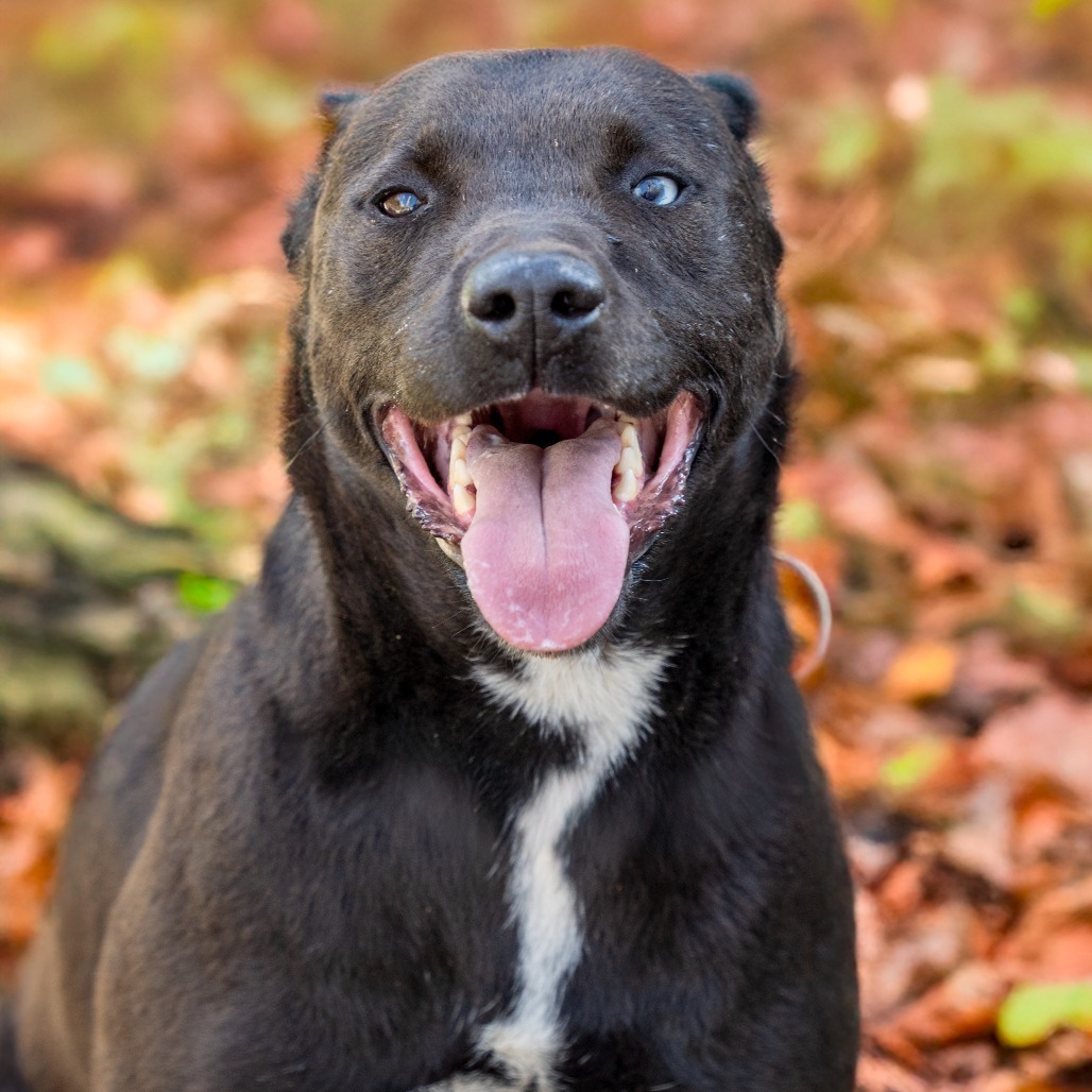 WILLIE, an adoptable Black Labrador Retriever, Husky in Point Richmond, CA, 94801 | Photo Image 1