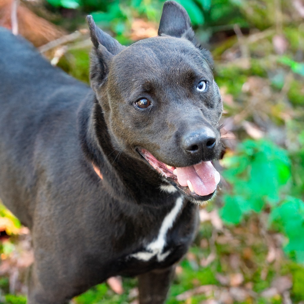 WILLIE, an adoptable Black Labrador Retriever, Husky in Point Richmond, CA, 94801 | Photo Image 1