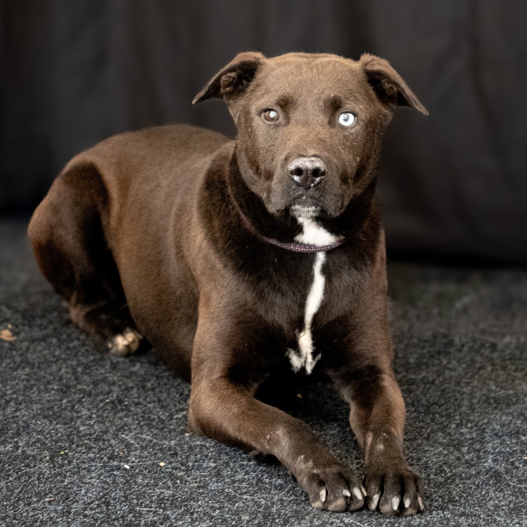 WILLIE, an adoptable Black Labrador Retriever, Husky in Point Richmond, CA, 94801 | Photo Image 1