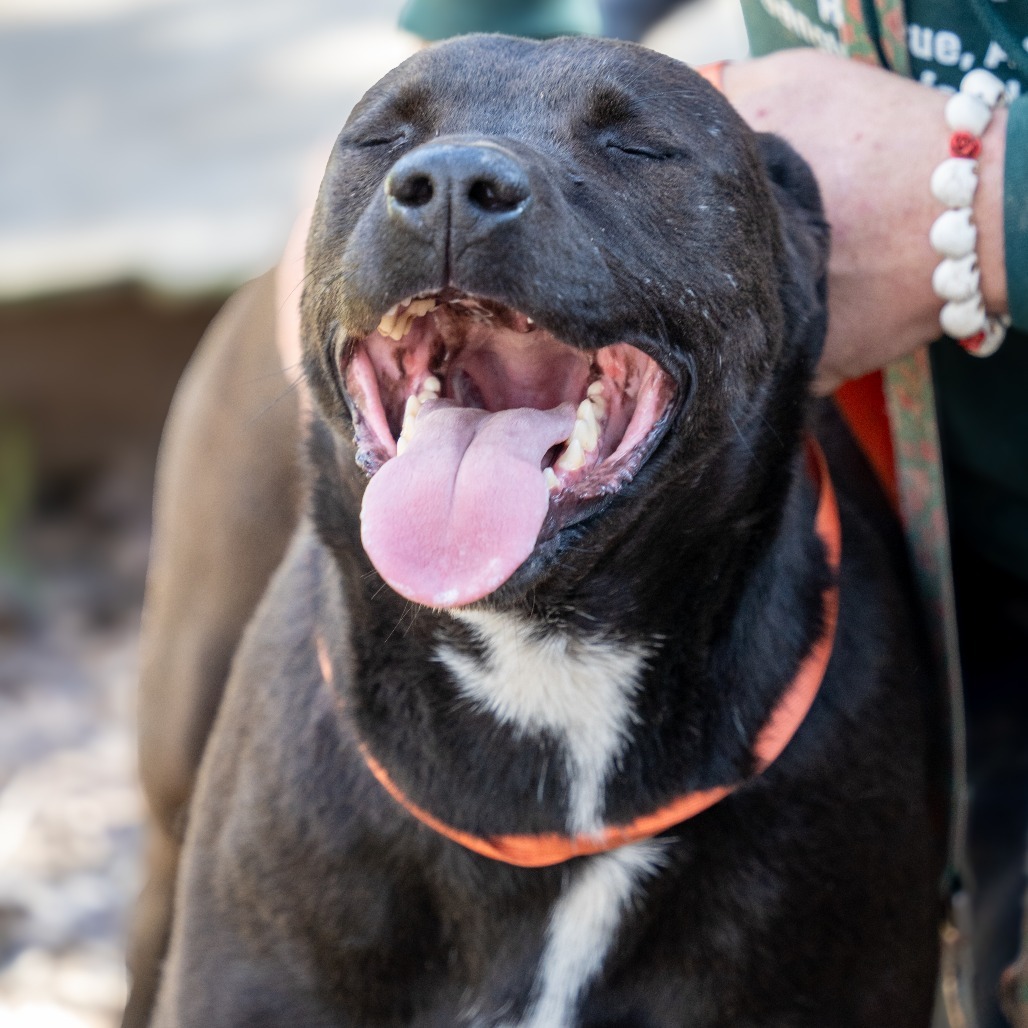 WILLIE, an adoptable Black Labrador Retriever, Husky in Point Richmond, CA, 94801 | Photo Image 2