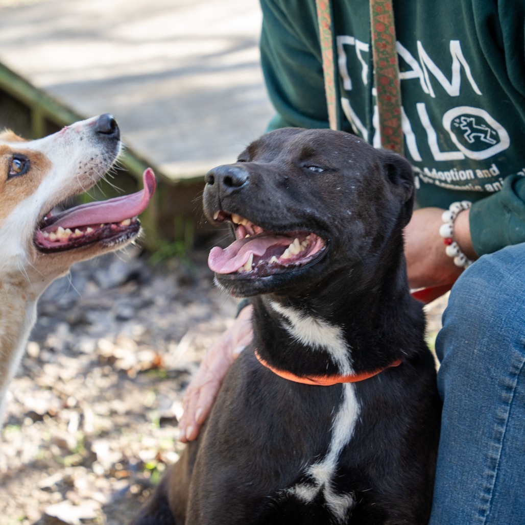 WILLIE, an adoptable Black Labrador Retriever, Husky in Point Richmond, CA, 94801 | Photo Image 3