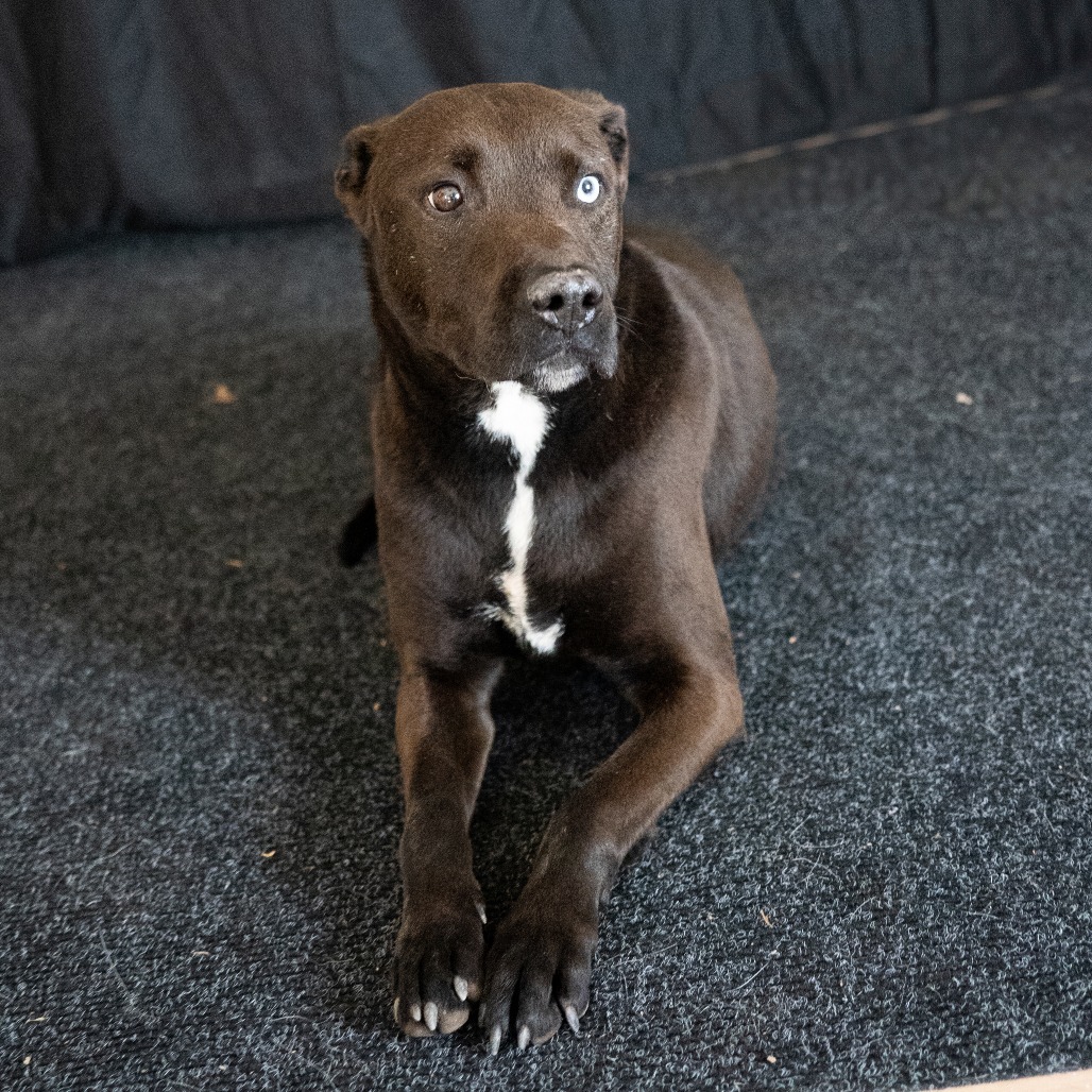 WILLIE, an adoptable Black Labrador Retriever, Husky in Point Richmond, CA, 94801 | Photo Image 6