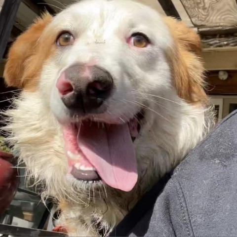 JINGLES, an adoptable Australian Shepherd in Point Richmond, CA, 94801 | Photo Image 1