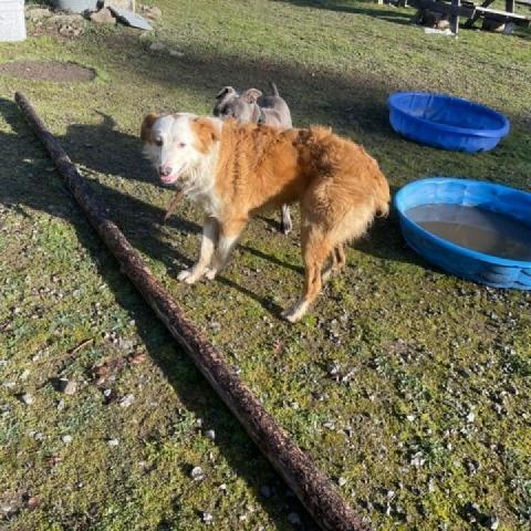 JINGLES, an adoptable Australian Shepherd in Point Richmond, CA, 94801 | Photo Image 2