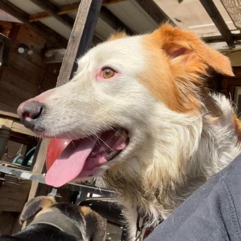 JINGLES, an adoptable Australian Shepherd in Point Richmond, CA, 94801 | Photo Image 3