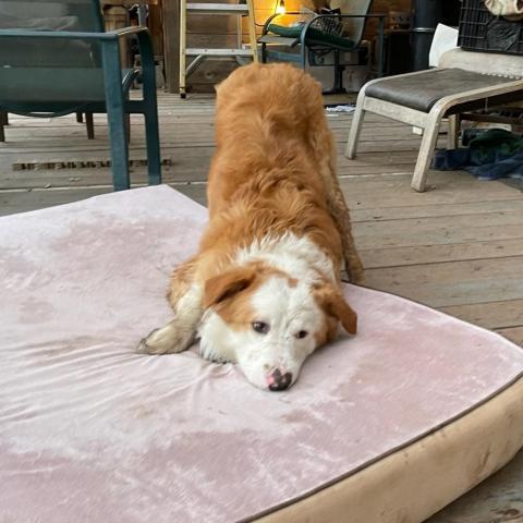 JINGLES, an adoptable Australian Shepherd in Point Richmond, CA, 94801 | Photo Image 6