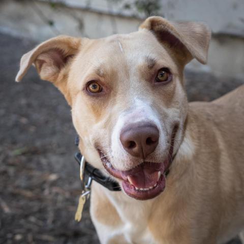 BAXTER, an adoptable Labrador Retriever, Mixed Breed in Point Richmond, CA, 94801 | Photo Image 1