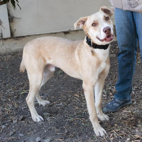 BAXTER, an adoptable Labrador Retriever, Mixed Breed in Point Richmond, CA, 94801 | Photo Image 2