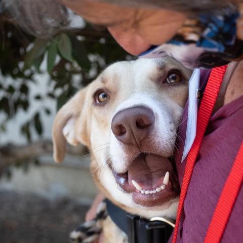 BAXTER, an adoptable Labrador Retriever, Mixed Breed in Point Richmond, CA, 94801 | Photo Image 3