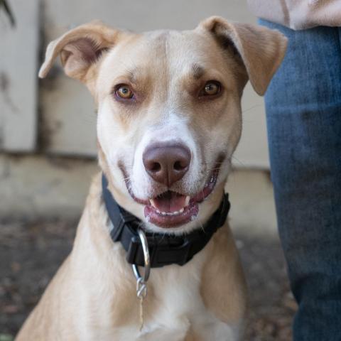 BAXTER, an adoptable Labrador Retriever, Mixed Breed in Point Richmond, CA, 94801 | Photo Image 4