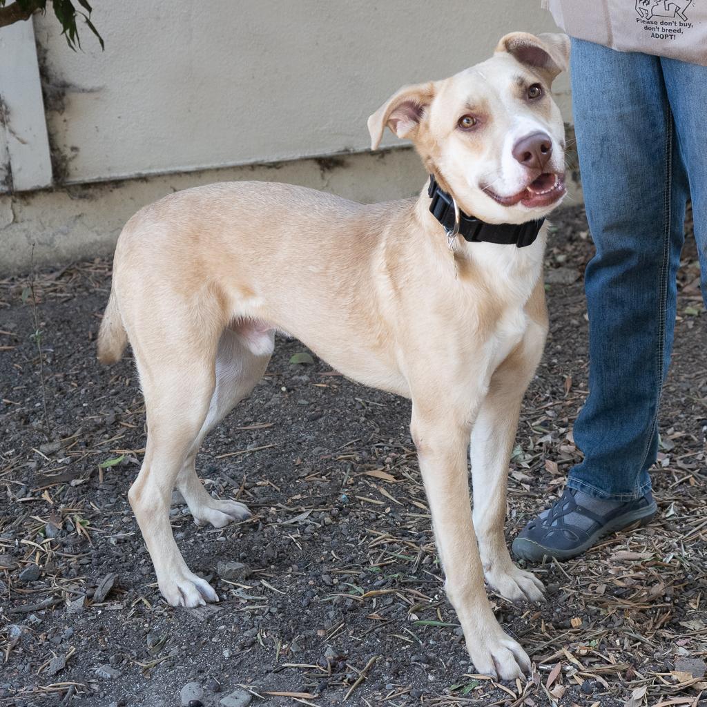 BAXTER, an adoptable Labrador Retriever, Mixed Breed in Point Richmond, CA, 94801 | Photo Image 4