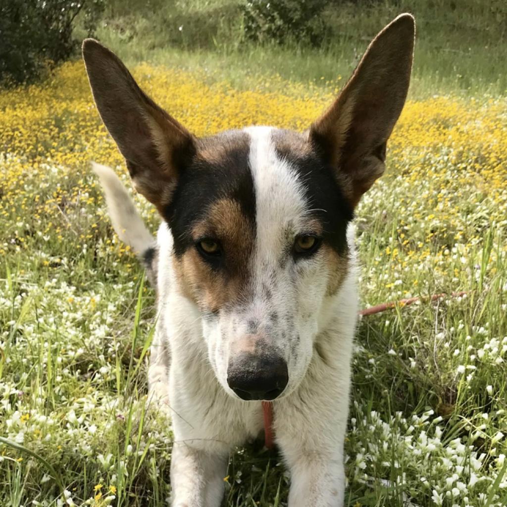 PONO, an adoptable Cattle Dog, Shepherd in Point Richmond, CA, 94801 | Photo Image 1