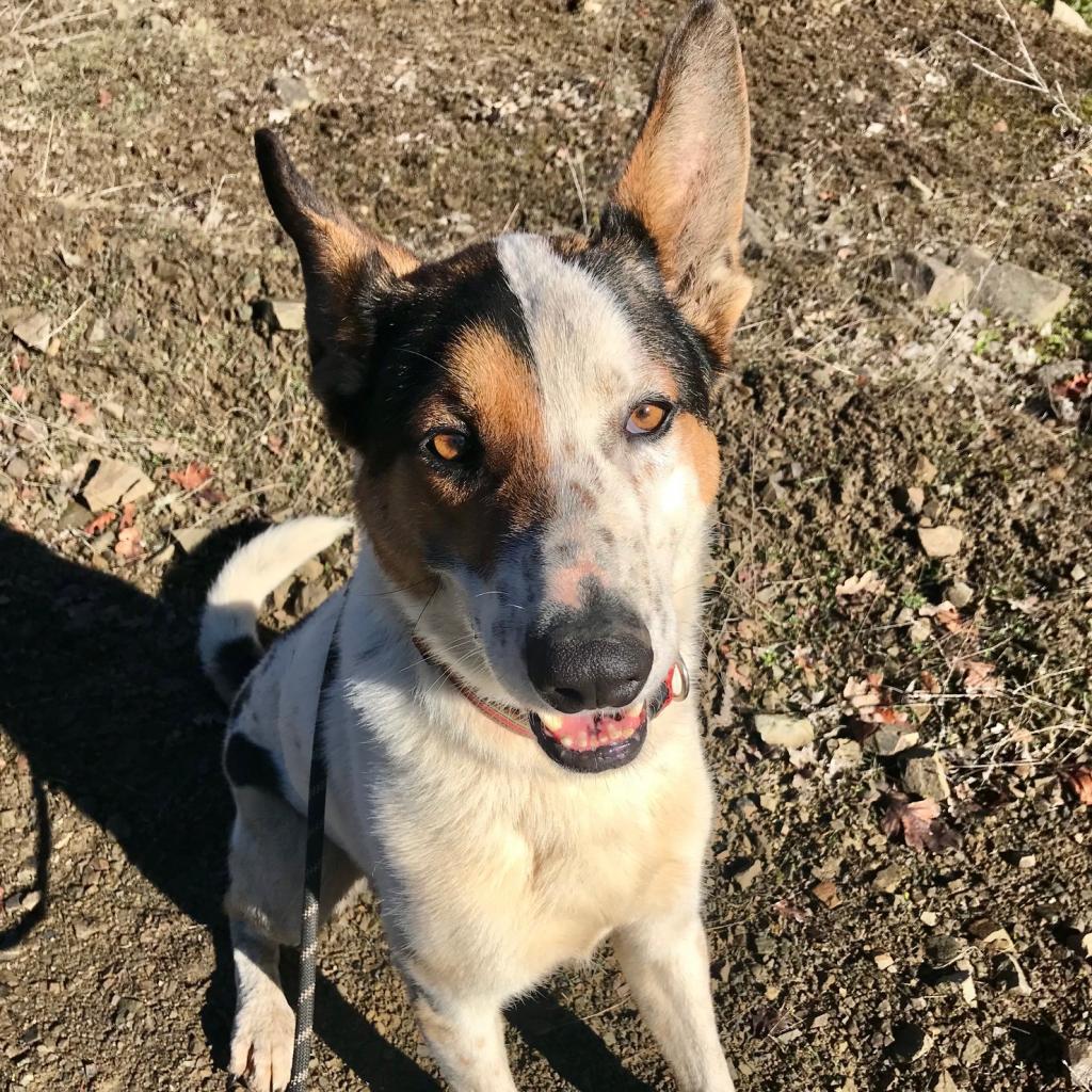 PONO, an adoptable Cattle Dog, Shepherd in Point Richmond, CA, 94801 | Photo Image 2