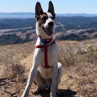 PONO, an adoptable Cattle Dog, Shepherd in Point Richmond, CA, 94801 | Photo Image 4