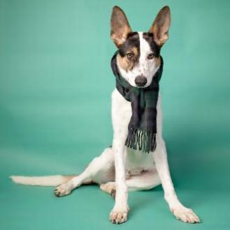 PONO, an adoptable Cattle Dog, Shepherd in Point Richmond, CA, 94801 | Photo Image 4