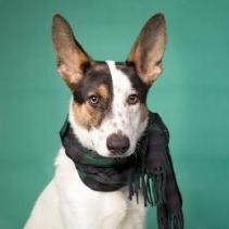 PONO, an adoptable Cattle Dog, Shepherd in Point Richmond, CA, 94801 | Photo Image 6