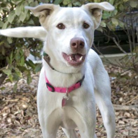 PEARL, an adoptable Labrador Retriever, Cattle Dog in Point Richmond, CA, 94801 | Photo Image 1