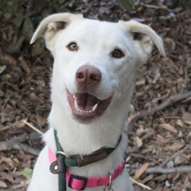 PEARL, an adoptable Labrador Retriever, Cattle Dog in Point Richmond, CA, 94801 | Photo Image 1