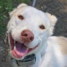 PEARL, an adoptable Labrador Retriever, Cattle Dog in Point Richmond, CA, 94801 | Photo Image 2