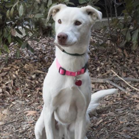 PEARL, an adoptable Labrador Retriever, Cattle Dog in Point Richmond, CA, 94801 | Photo Image 3