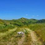PEARL, an adoptable Labrador Retriever, Cattle Dog in Point Richmond, CA, 94801 | Photo Image 3