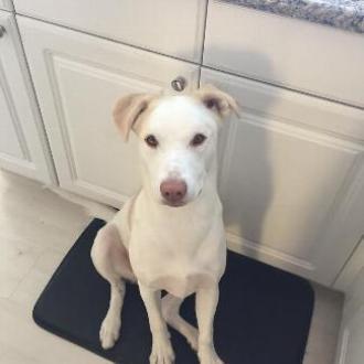 PEARL, an adoptable Labrador Retriever, Cattle Dog in Point Richmond, CA, 94801 | Photo Image 4