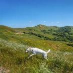 PEARL, an adoptable Labrador Retriever, Cattle Dog in Point Richmond, CA, 94801 | Photo Image 4