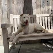 PEARL, an adoptable Labrador Retriever, Cattle Dog in Point Richmond, CA, 94801 | Photo Image 5