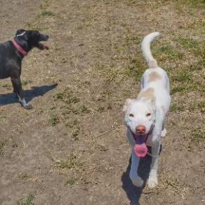 PEARL, an adoptable Labrador Retriever, Cattle Dog in Point Richmond, CA, 94801 | Photo Image 5