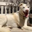 PEARL, an adoptable Labrador Retriever, Cattle Dog in Point Richmond, CA, 94801 | Photo Image 6