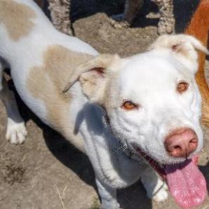 PEARL, an adoptable Labrador Retriever, Cattle Dog in Point Richmond, CA, 94801 | Photo Image 6