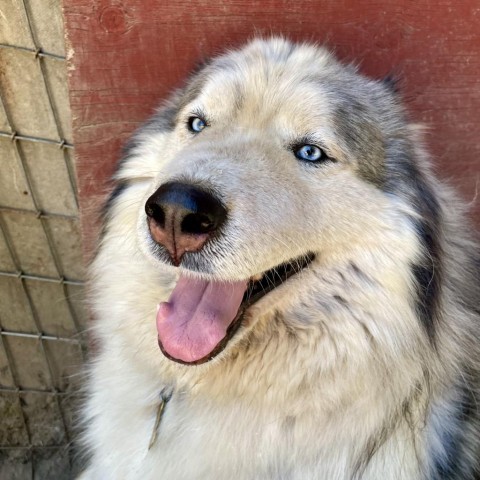 VIGGO, an adoptable Husky in Point Richmond, CA, 94801 | Photo Image 1