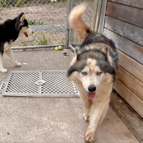 VIGGO, an adoptable Husky in Point Richmond, CA, 94801 | Photo Image 2