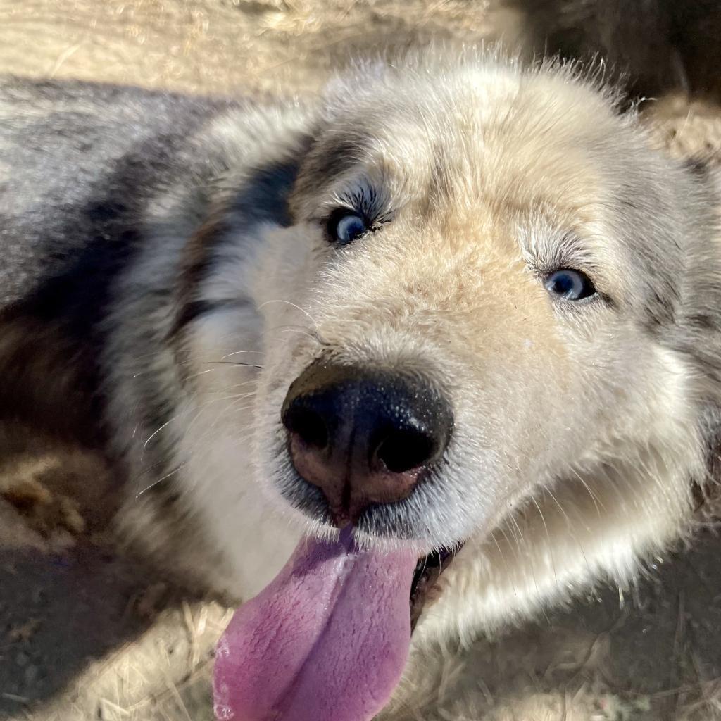 VIGGO, an adoptable Husky in Point Richmond, CA, 94801 | Photo Image 2