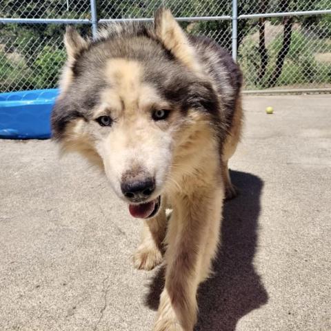 VIGGO, an adoptable Husky in Point Richmond, CA, 94801 | Photo Image 3