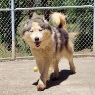 VIGGO, an adoptable Husky in Point Richmond, CA, 94801 | Photo Image 3