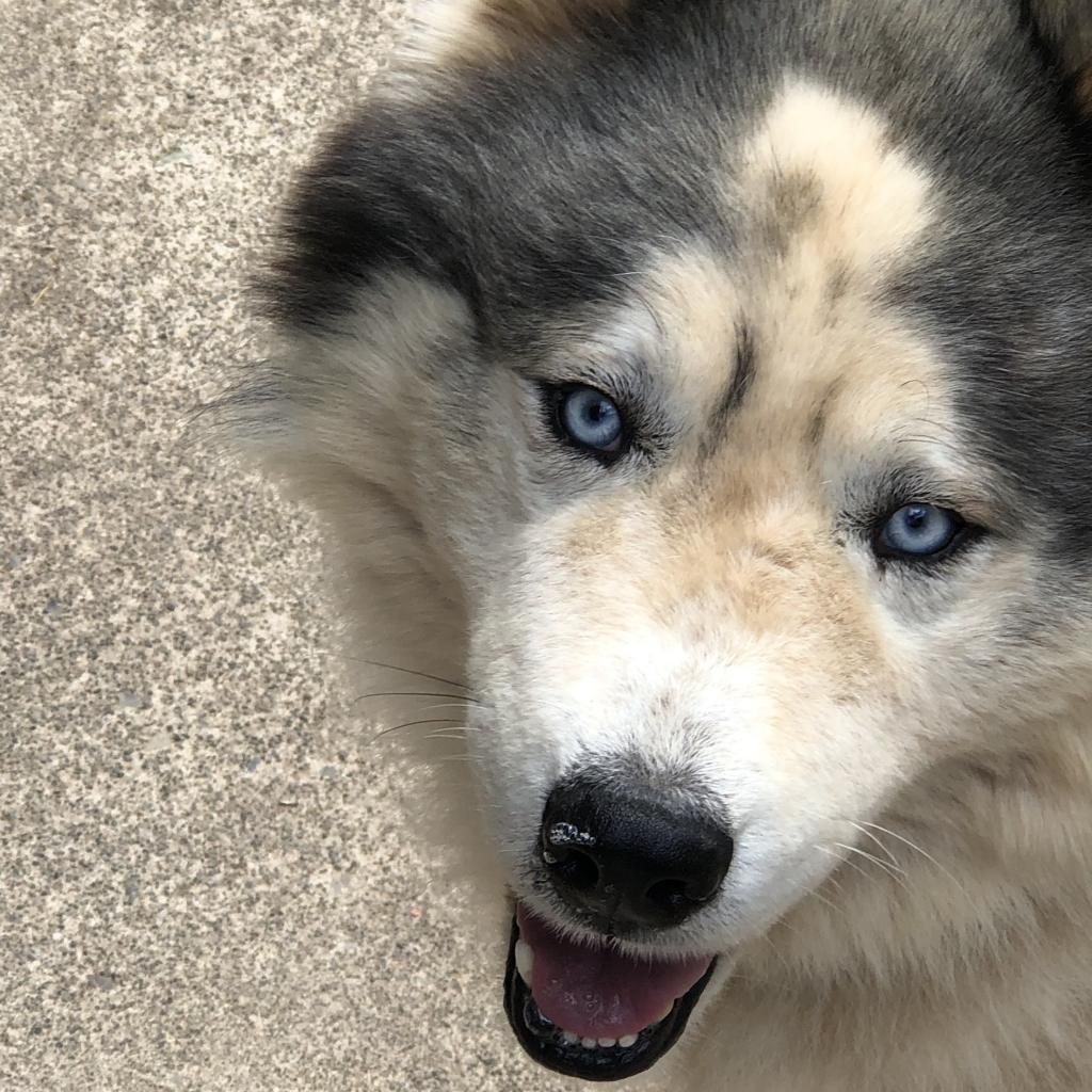VIGGO, an adoptable Husky in Point Richmond, CA, 94801 | Photo Image 4