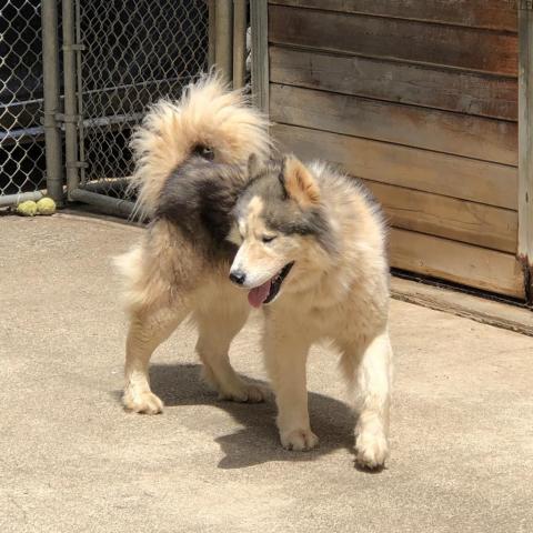 VIGGO, an adoptable Husky in Point Richmond, CA, 94801 | Photo Image 5