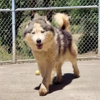 VIGGO, an adoptable Husky in Point Richmond, CA, 94801 | Photo Image 6
