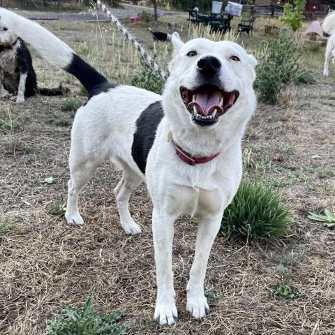 MINNIE, an adoptable Border Collie, Shepherd in Point Richmond, CA, 94801 | Photo Image 1