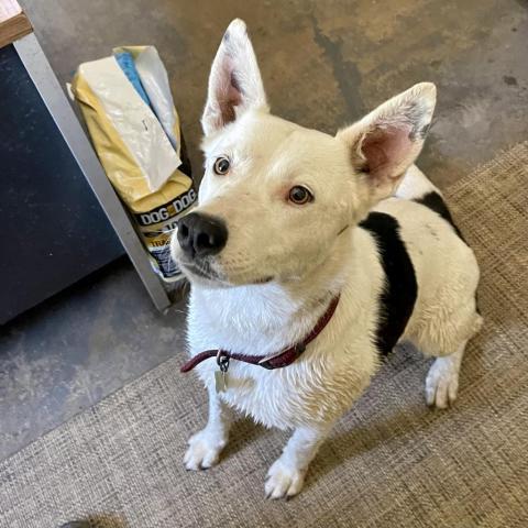 MINNIE, an adoptable Border Collie, Shepherd in Point Richmond, CA, 94801 | Photo Image 2